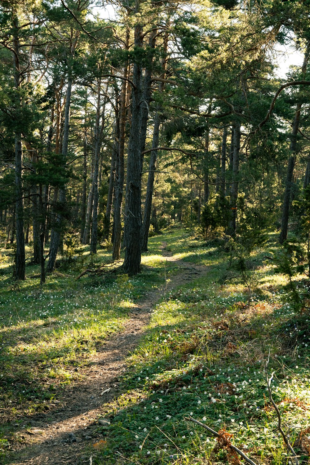 a path in the middle of a forest with lots of trees