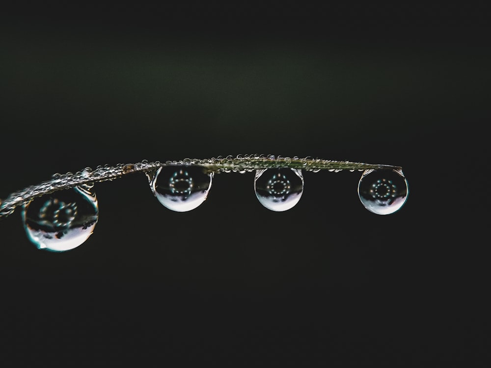 a group of water droplets hanging from a blade of grass
