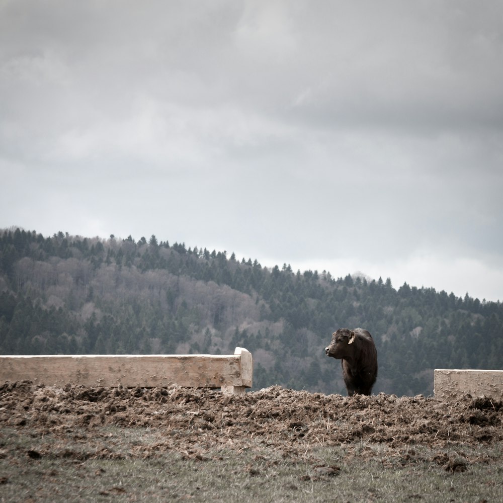 Un orso bruno in piedi in cima a un campo coperto di erba