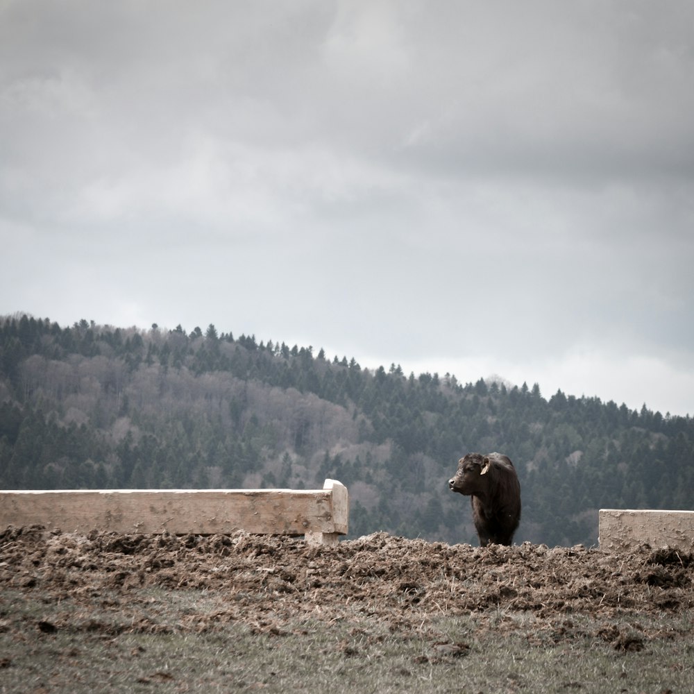 a brown bear standing on top of a grass covered field