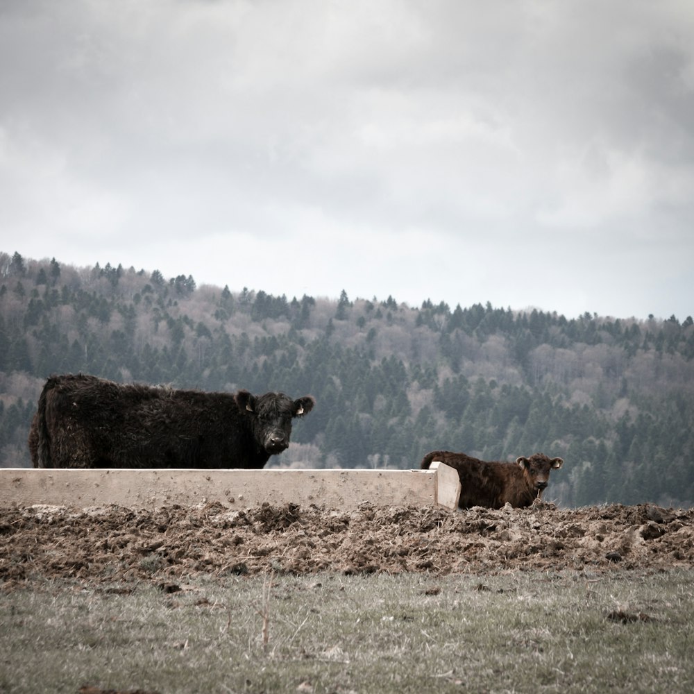 a couple of cows standing on top of a grass covered field