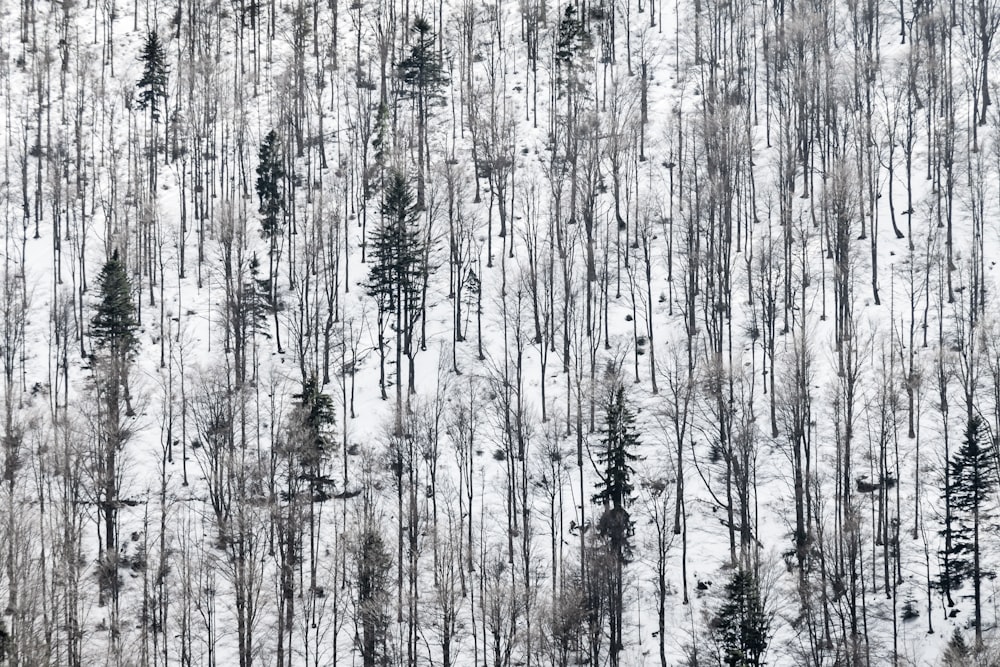 a group of trees that are standing in the snow