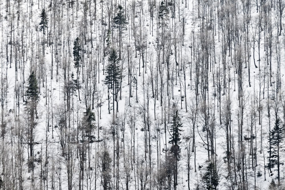 Un gruppo di alberi che si ergono nella neve