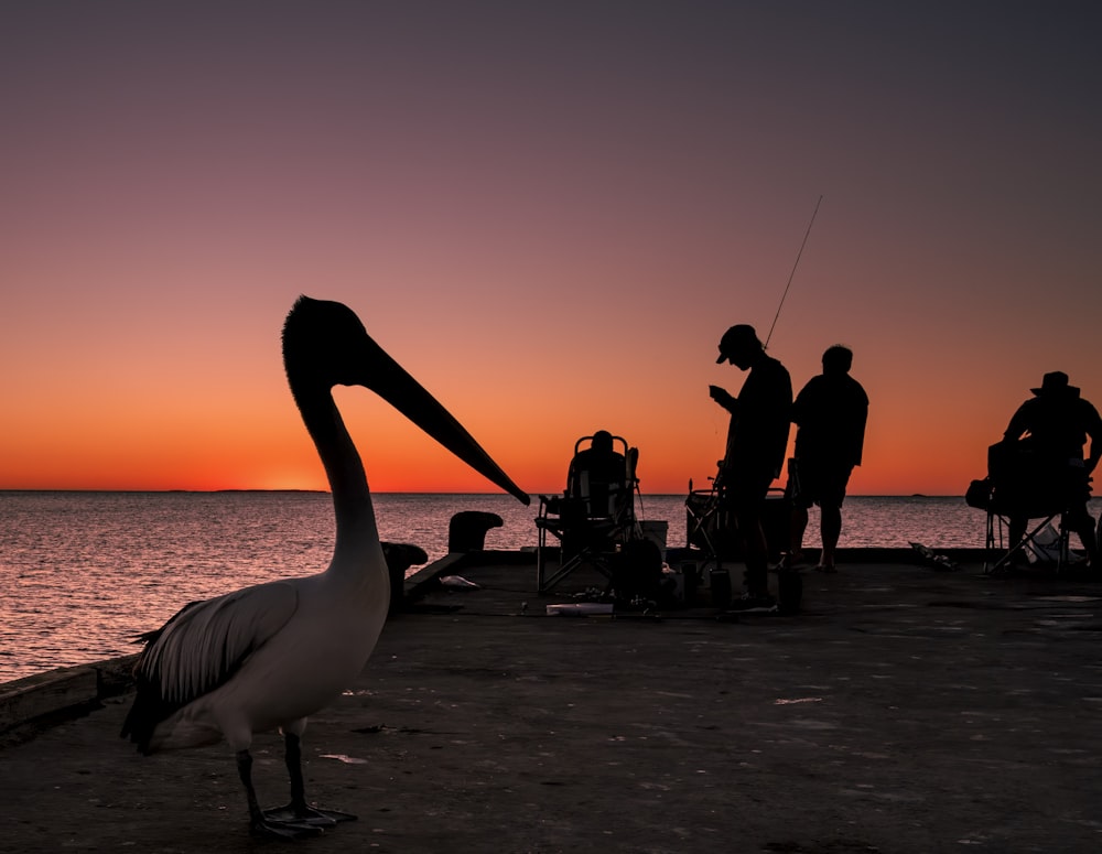 a pelican standing on a pier next to a body of water