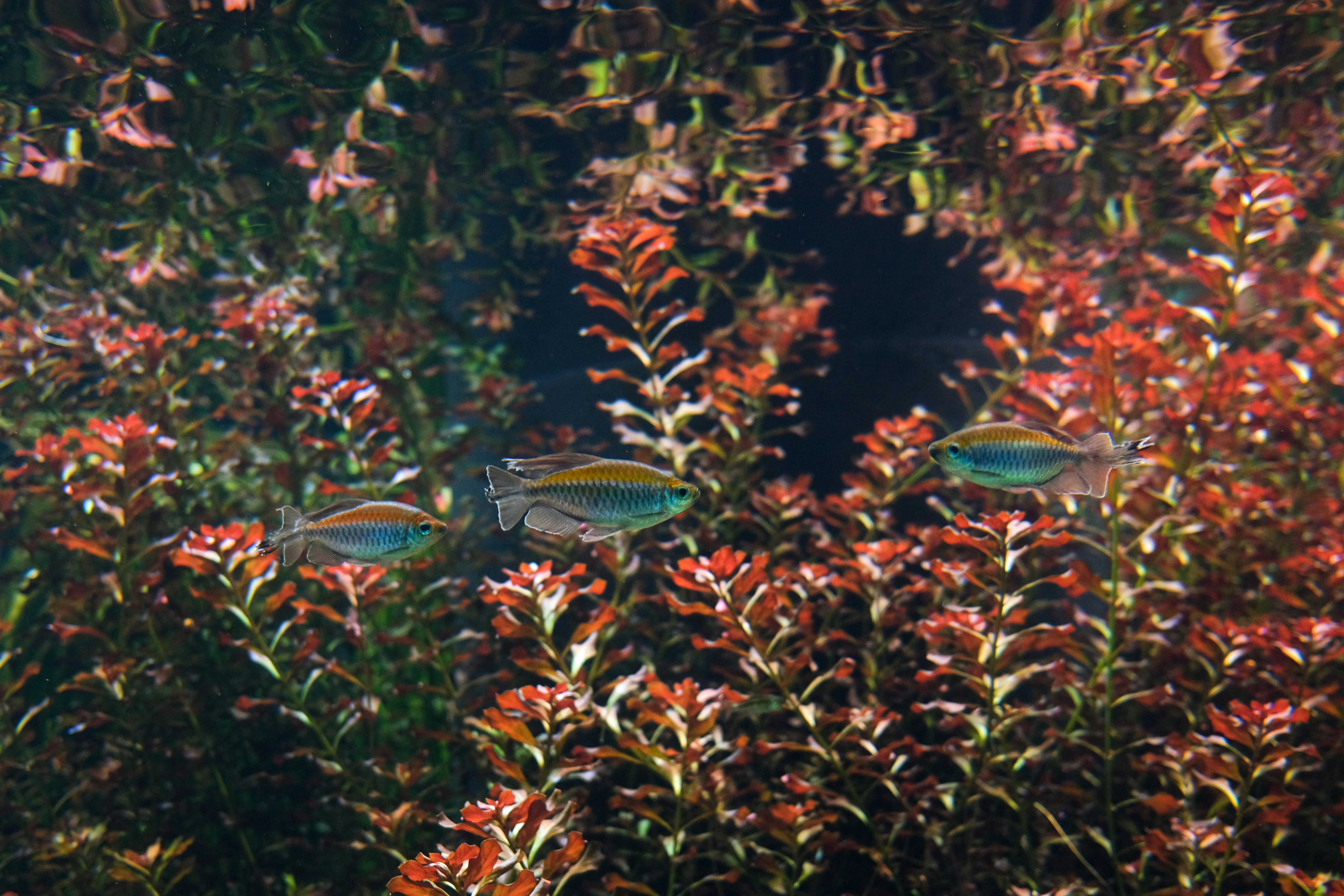a couple of fish swimming in a large aquarium
