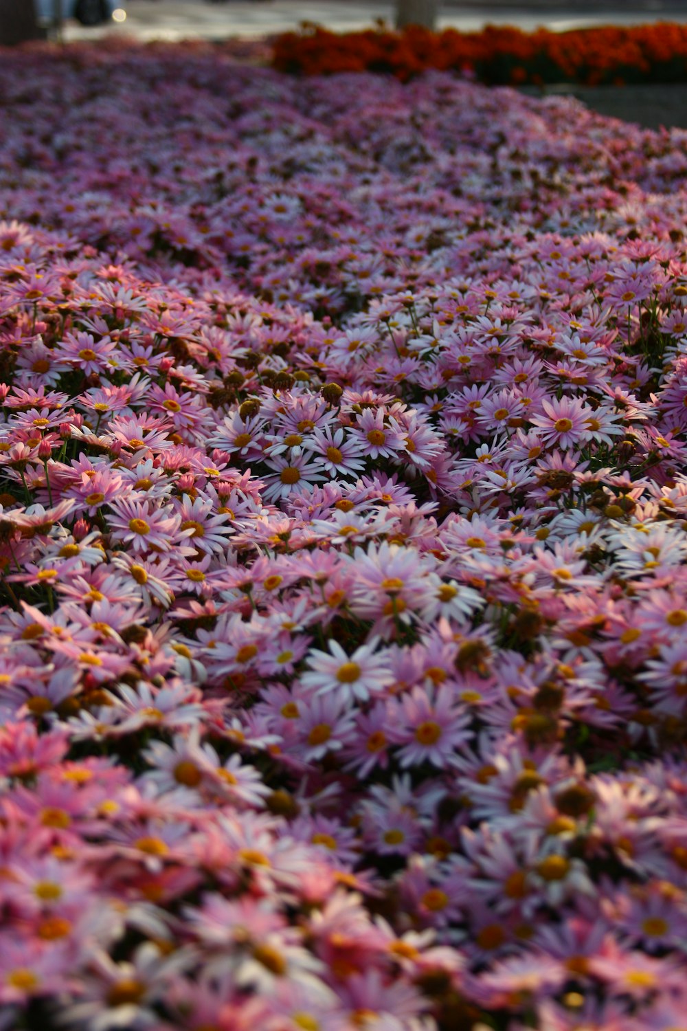 a bunch of flowers that are in a field