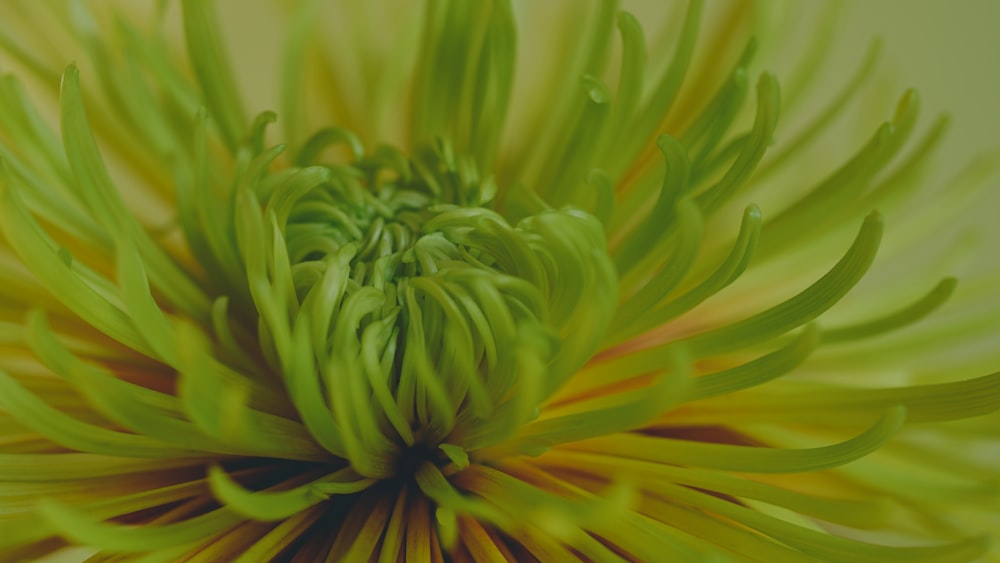 a close up view of a green and yellow flower