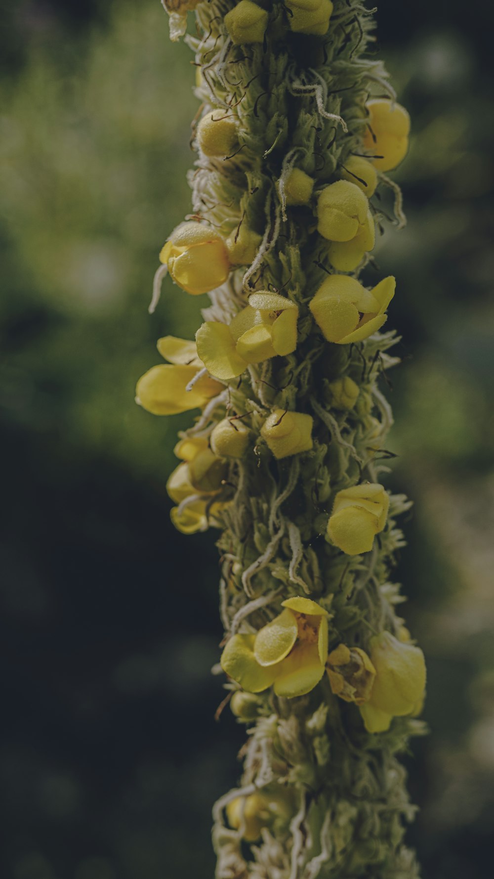 a close up of a plant with yellow flowers