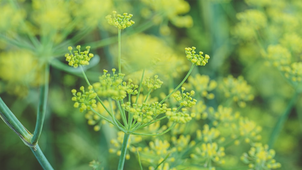 a close up of a plant with yellow flowers