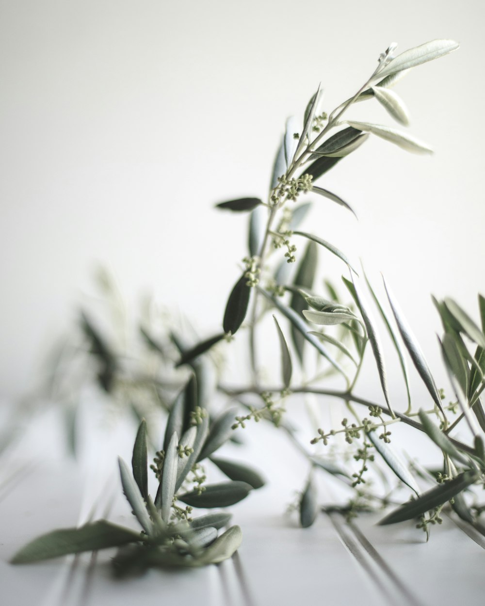 a close up of a branch of an olive tree