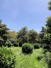 A serene landscape with freshly mowed grass and well-maintained gardens under a clear blue sky.