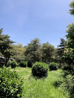 A lush green landscape with neatly trimmed bushes surrounded by dense trees. The sky is clear and blue, creating a serene and peaceful atmosphere.