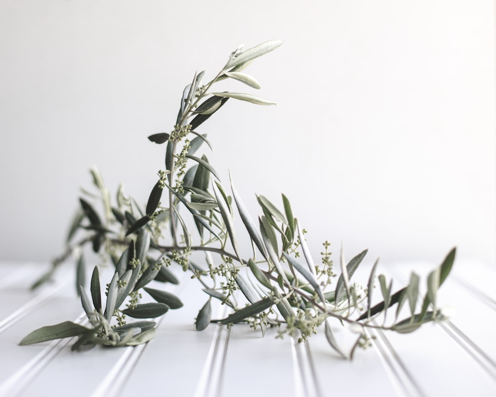 a branch of an olive tree on a white table