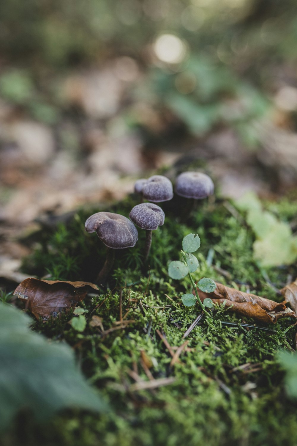 a group of mushrooms sitting on top of a lush green field