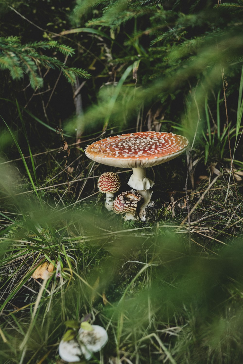 a mushroom sitting in the middle of a forest