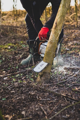 A person wearing red gloves and green boots is using a chainsaw to cut down a small tree in a wooded area. The ground is scattered with leaves and small plants, while sunlight filters through the surrounding trees.