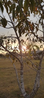 A tree with sparse leaves stands in the foreground against a sunset backdrop. Sunlight filters through the branches, creating a warm glow. The ground is covered with grass, and a structure or building is visible in the distance, partially obscured by the foliage.