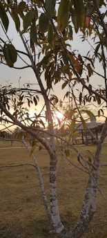 A tree with sparse leaves stands in the foreground against a sunset backdrop. Sunlight filters through the branches, creating a warm glow. The ground is covered with grass, and a structure or building is visible in the distance, partially obscured by the foliage.