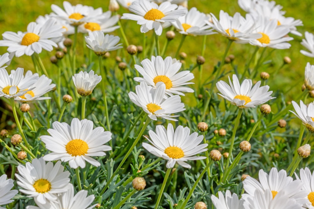 a field of white daisies with yellow centers