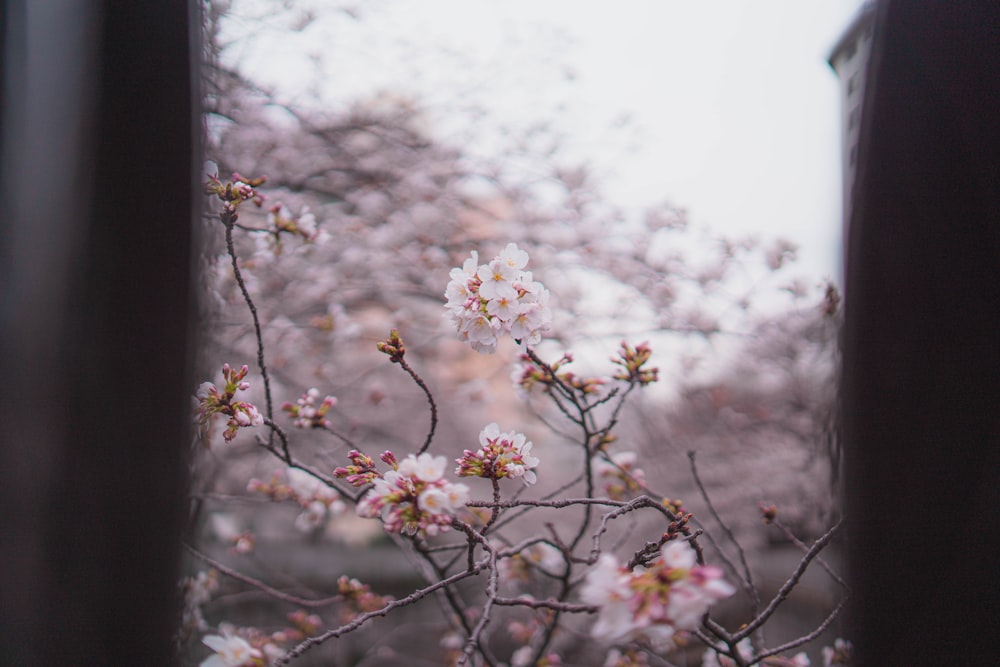 a tree with white flowers is seen through a window