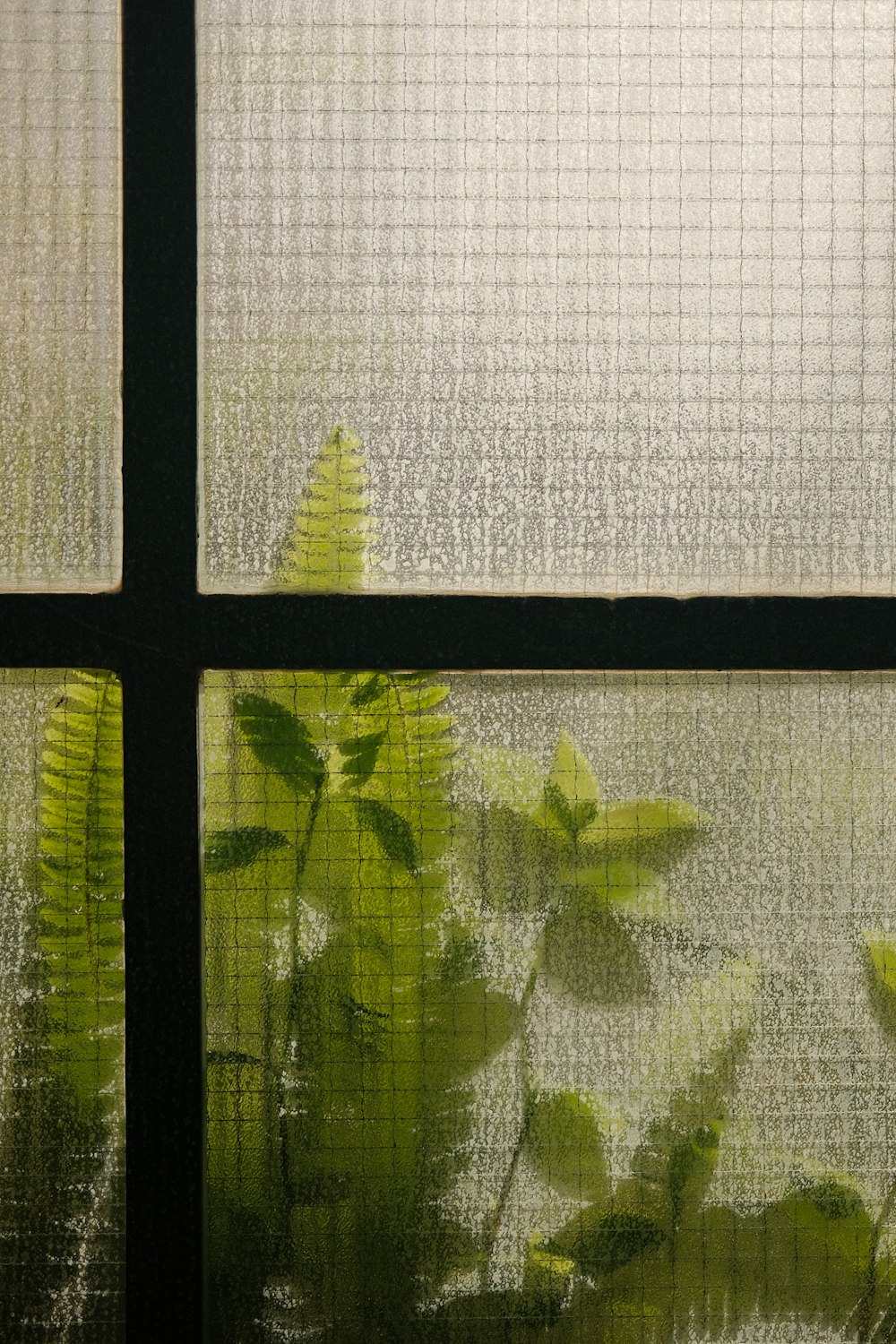 una finestra che ha una pianta in esso