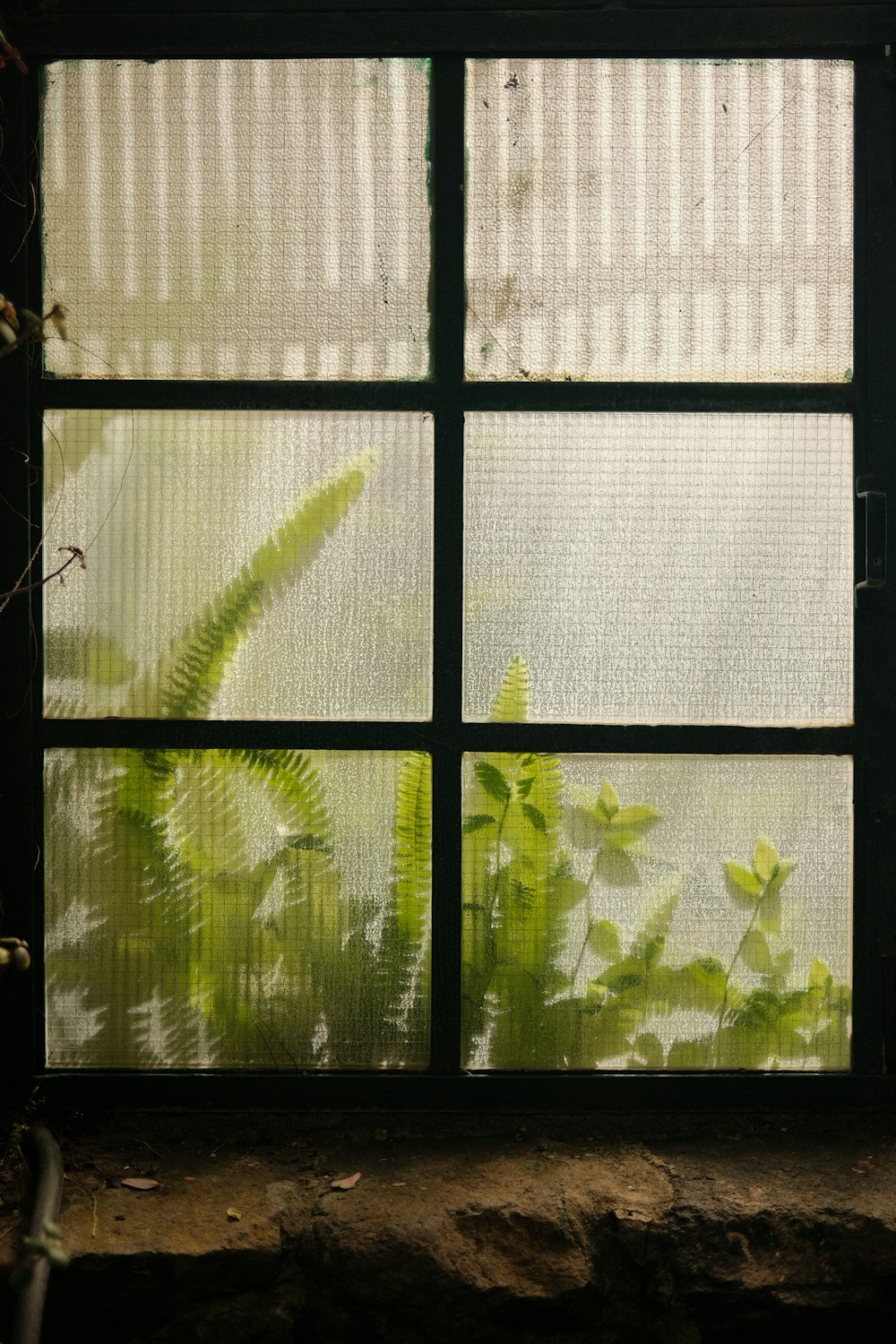 a window with a view of a fern outside