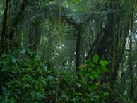 The image captures a dense, lush rainforest with various shades of green foliage. Tall trees with thick trunks are covered in moss, and large ferns and leaves fill the scene. The atmosphere appears humid and misty, suggesting a vibrant ecosystem teeming with life.