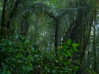 The image captures a dense, lush rainforest with various shades of green foliage. Tall trees with thick trunks are covered in moss, and large ferns and leaves fill the scene. The atmosphere appears humid and misty, suggesting a vibrant ecosystem teeming with life.