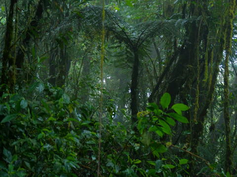 Researchers collecting air quality samples in the Amazon rainforest.