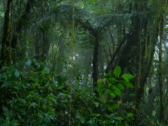 A vibrant photo of the Amazon rainforest canopy at sunrise, showcasing lush greenery and mist.