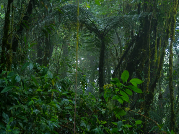 A vibrant photo of the Amazon rainforest canopy at sunrise, showcasing lush greenery and mist.