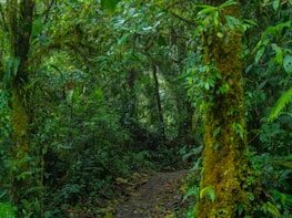 Lush green rainforest with a winding trail inviting adventurers to explore.