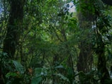 An exotic rainforest filled with lush greenery and wildlife.