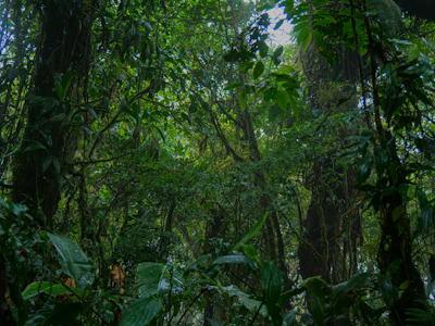 A lush tropical rainforest with sunlight filtering through dense green canopy.