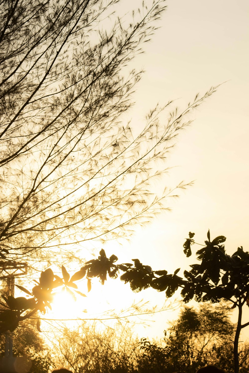 the sun is shining through the branches of a tree