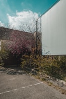 A large blank billboard stands beside a parking area surrounded by overgrown vegetation. The sky is partially cloudy, with a bright blue hue. Pink blossoms and bare branches of trees form a contrasting backdrop against the billboard.