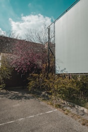 A large blank billboard stands beside a parking area surrounded by overgrown vegetation. The sky is partially cloudy, with a bright blue hue. Pink blossoms and bare branches of trees form a contrasting backdrop against the billboard.