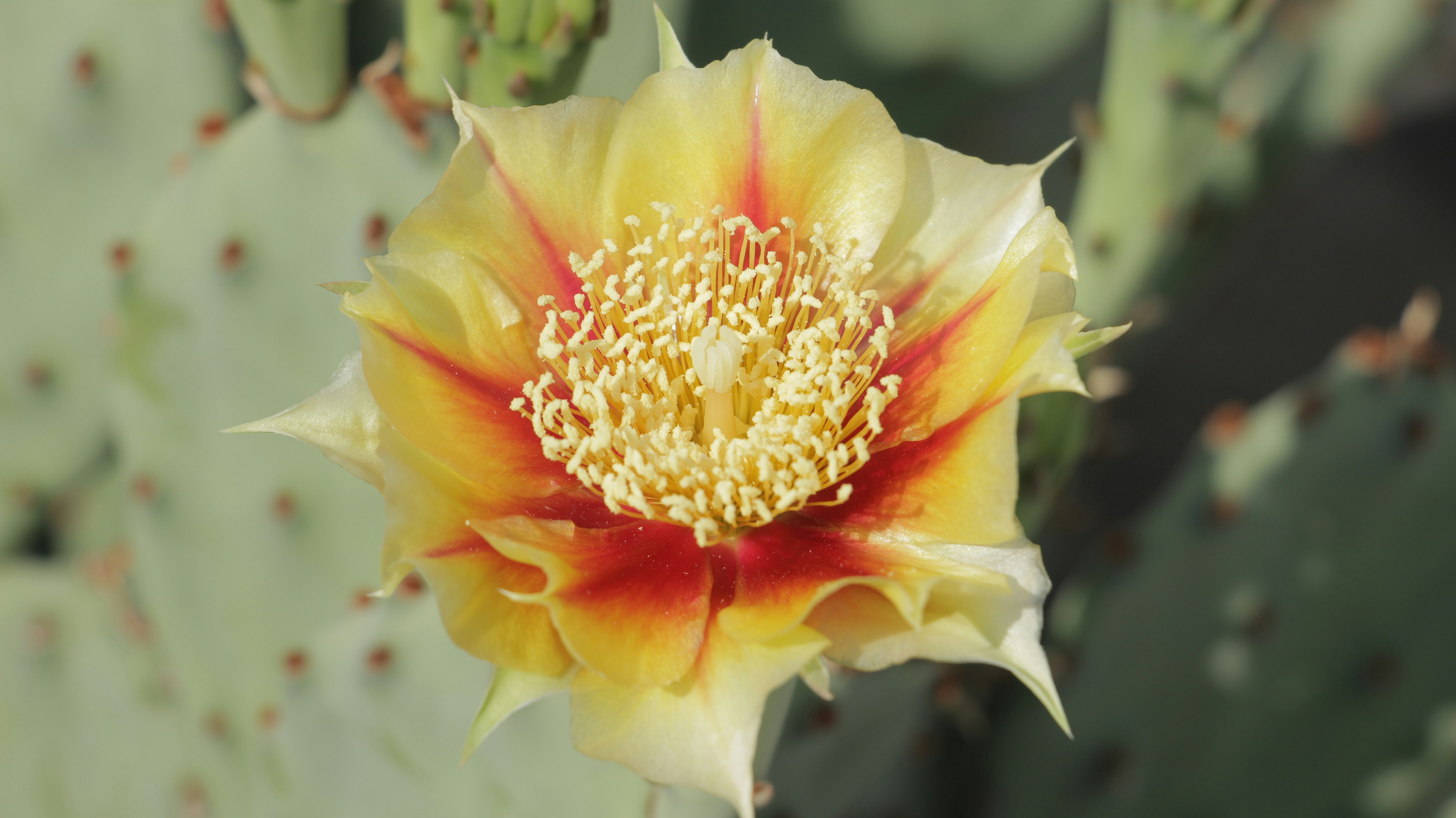 a yellow and red flower on a cactus
