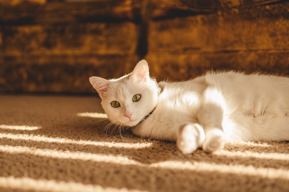 a white cat is laying on the floor