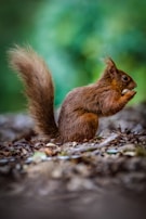 A lively squirrel character holding a glowing acorn, surrounded by swirling nebulae.