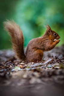 A lively squirrel character holding a glowing acorn, surrounded by swirling nebulae.