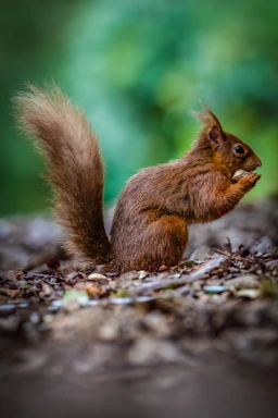 A playful squirrel character holding a tiny acorn, standing on a branch with colorful leaves.