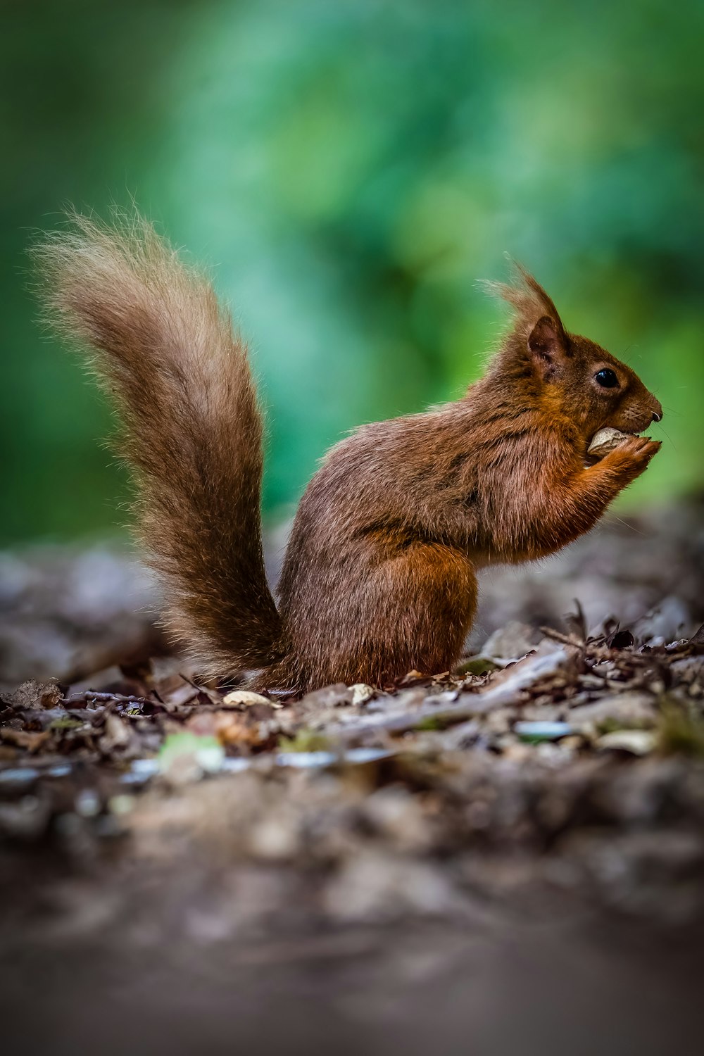 a squirrel is standing on its hind legs