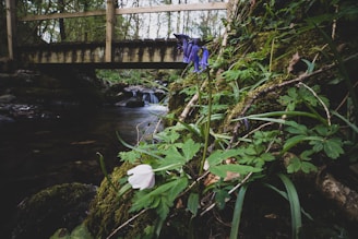 A close-up of a scenic riverbank with lush greenery and wildflowers.