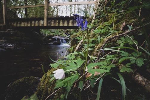 A close-up of a scenic riverbank with lush greenery and wildflowers.