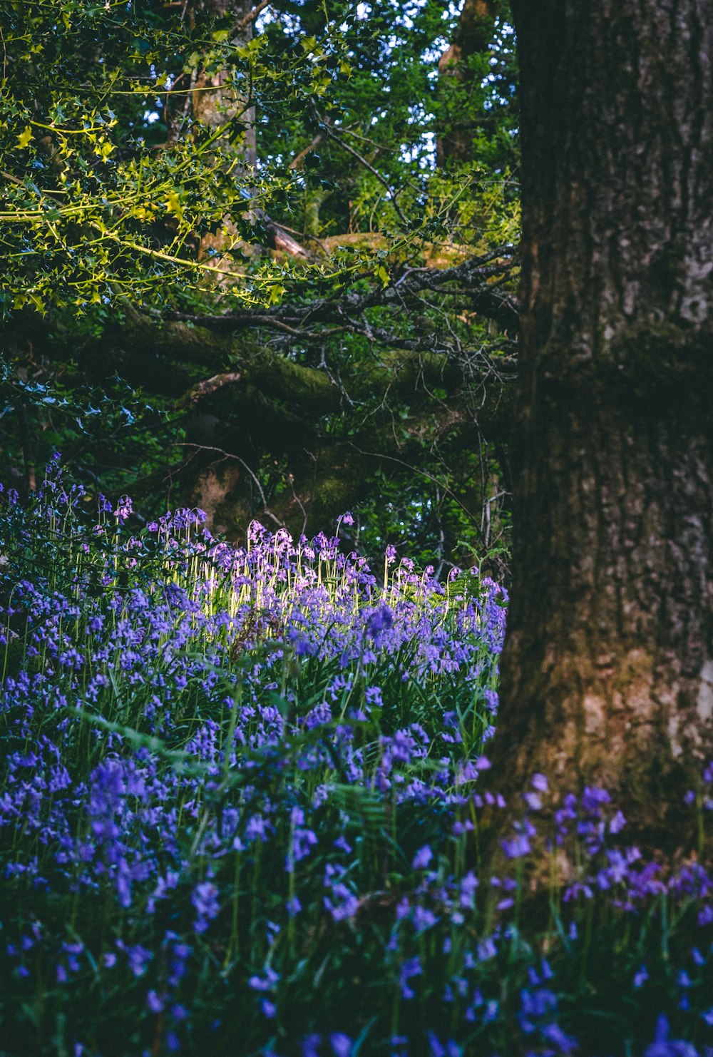 a forest filled with lots of purple flowers