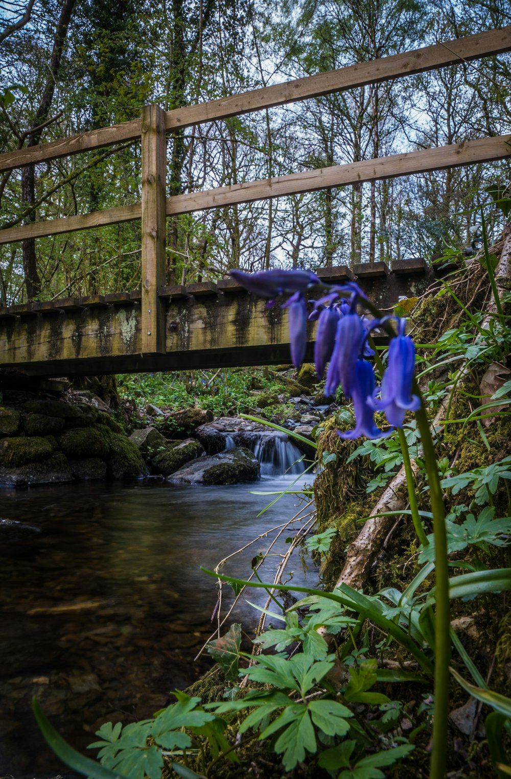 a bridge over a stream with purple flowers on it