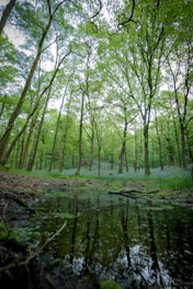 A serene forest scene with sunlight filtering through tall trees onto a still pond.