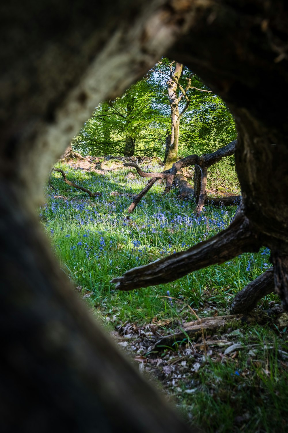 a view of a forest through a hole in a tree