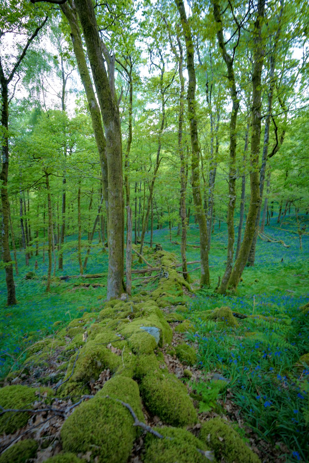 Une forêt couverte de mousse remplie de beaucoup d’arbres